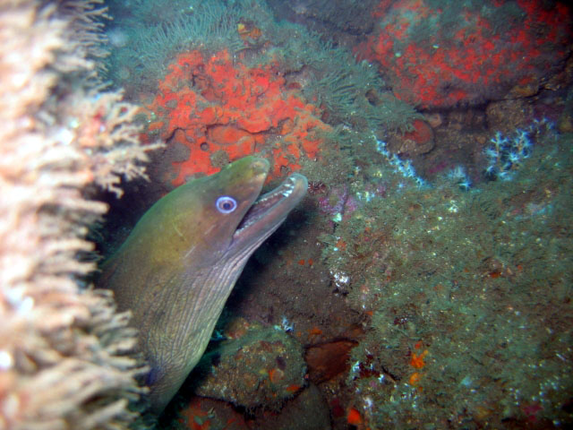 Gymnothorax castaneus